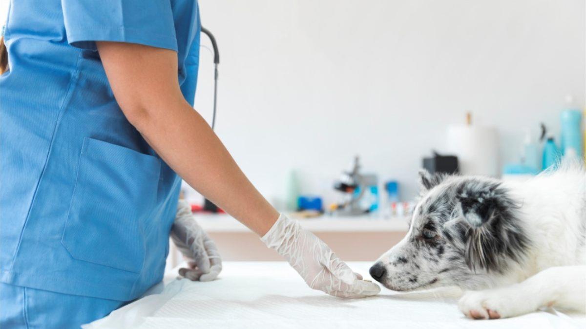 estudiar veterinaria a distancia